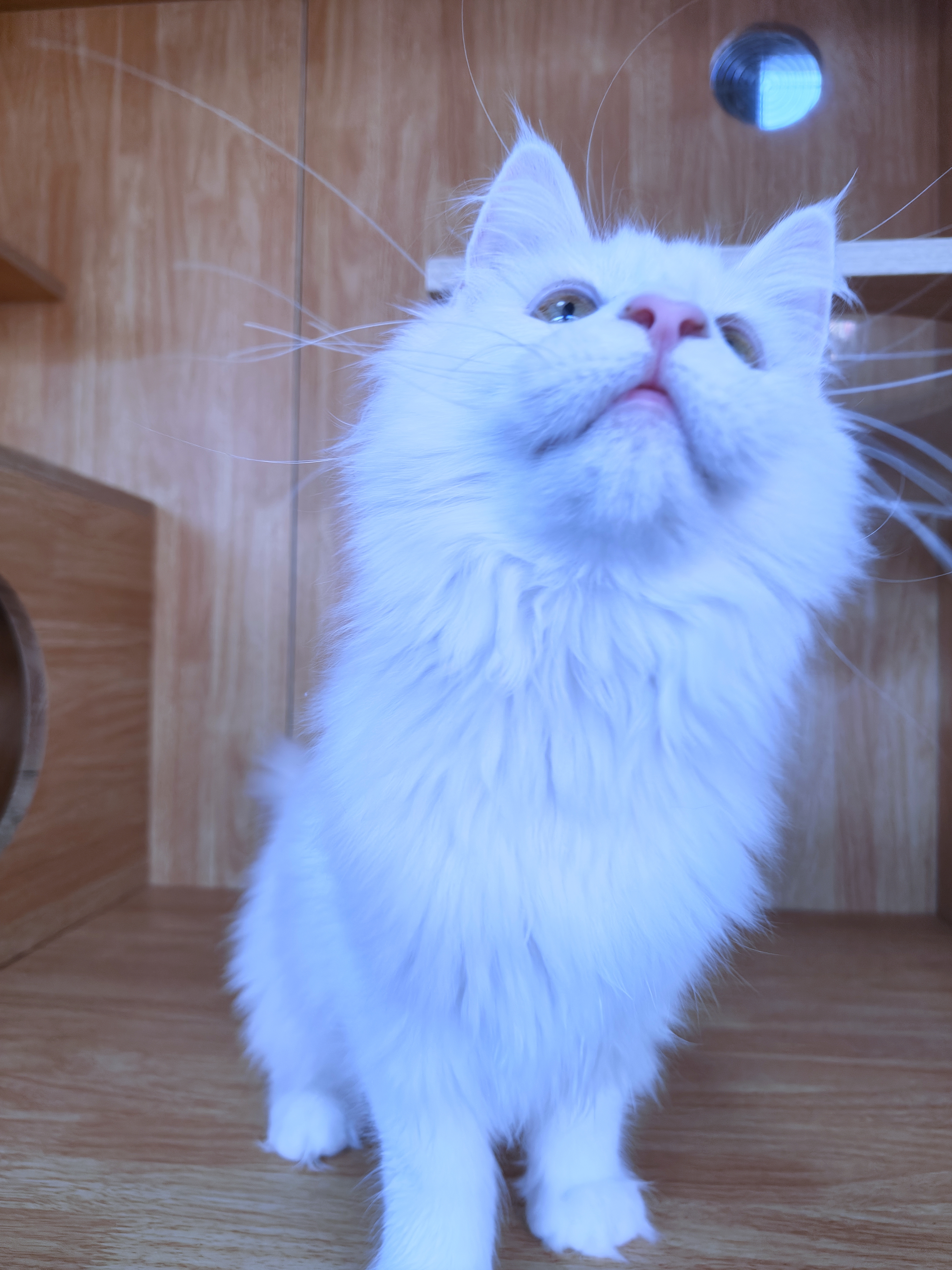 缅因猫纯白缅因猫妹妹大体型无病无藓保健康